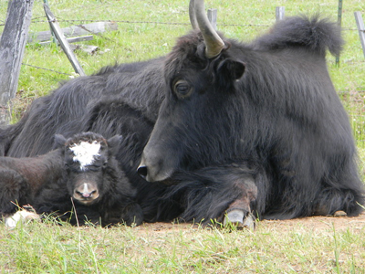 Yak Meat