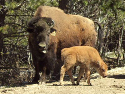 Yak Meat